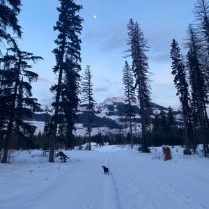 Meet your Posher, Logan and terra